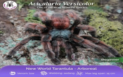 Caribena / avicularia Versicolor Sling tarantula
